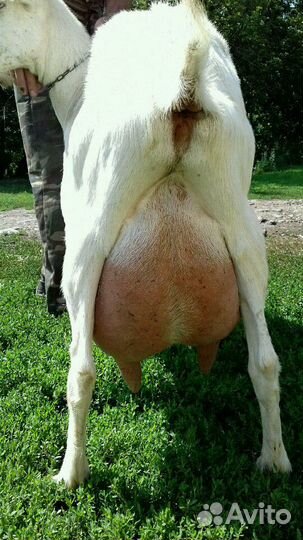 Дойные козы молочных линий зааненской породы