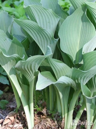 Хоста (саженцы)