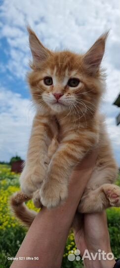 Котята мейн-кун