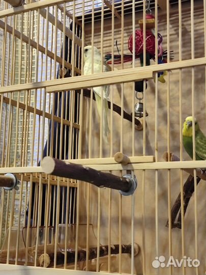 Два волнистых попугая с клеткой, самцы