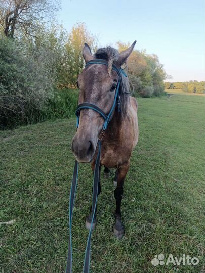 Кобыла скаковая