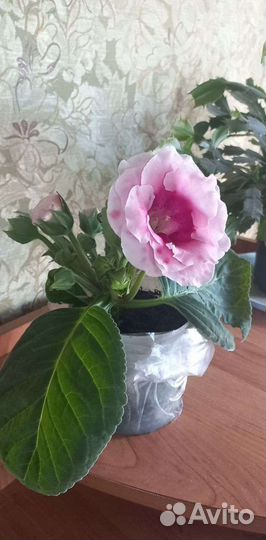 Глоксиния махровая