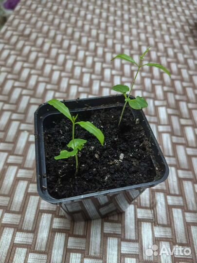 Рассада и саженцы