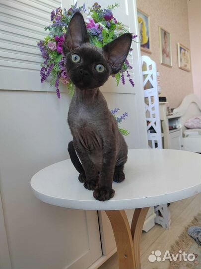 Девон Рекс девочки