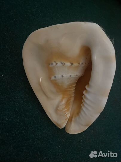 Ракушка морская большая