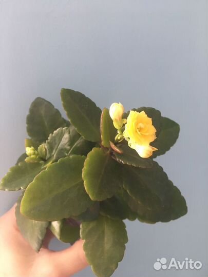 Сансивьерия, замиокулькас, фикус,каланхоэ