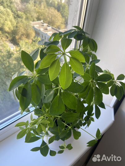 Шефлера молодая