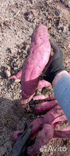 Саженцы батата (сладкого картофеля)