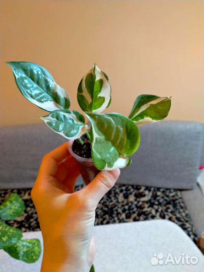 Сциндапсус энджой