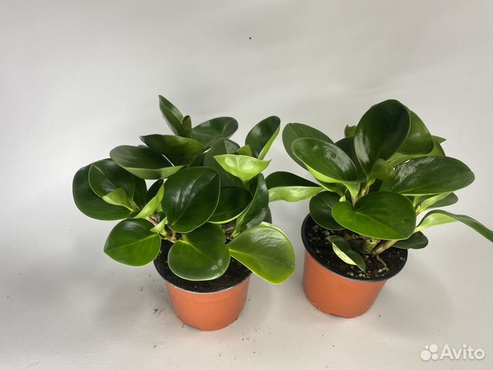 Пеперомия туполистная комнатные цветы