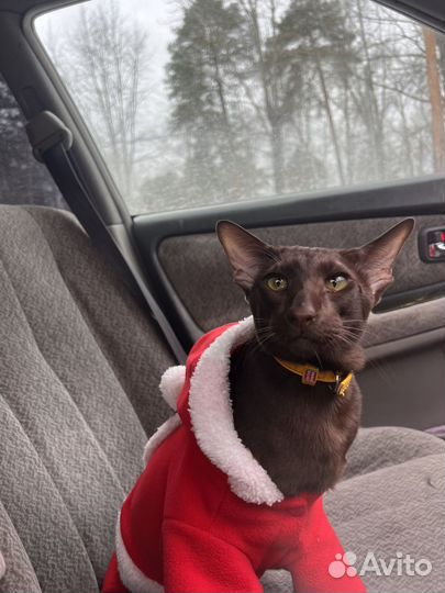 Ориентал вязка