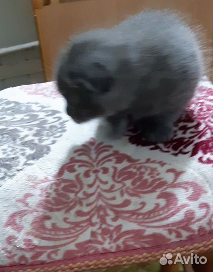 Британские Котята в добрые руки бесплатно