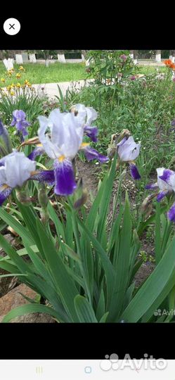 Ирисы