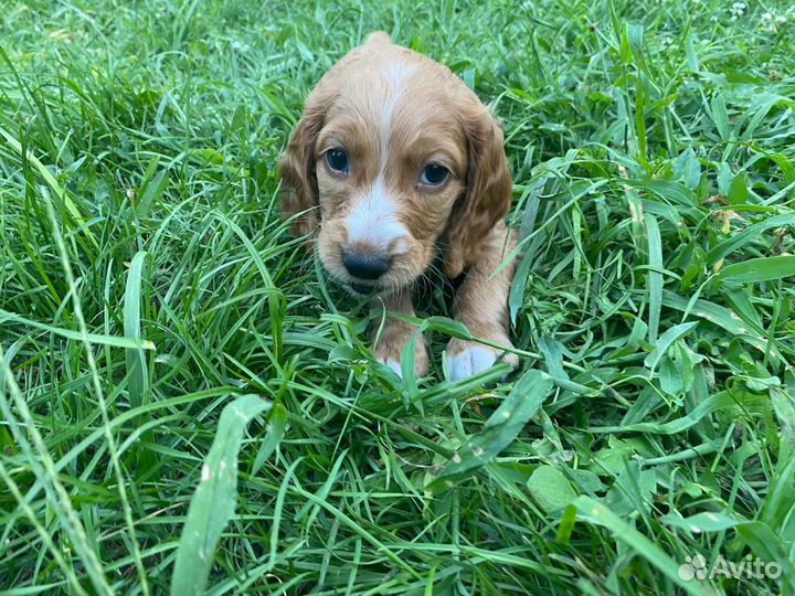 Милые спаниельки