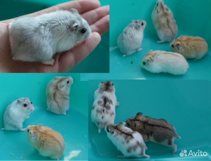 Ручные хомяки мелких пород и клетки
