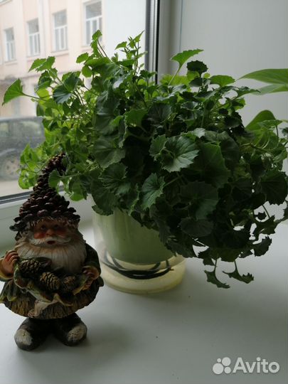 Кампанула махровая(любовник)