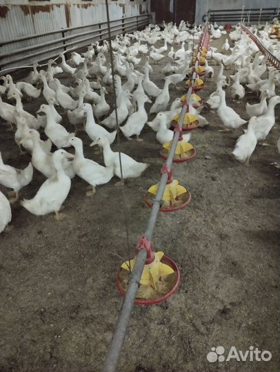 Цыплята бройлеры месячные