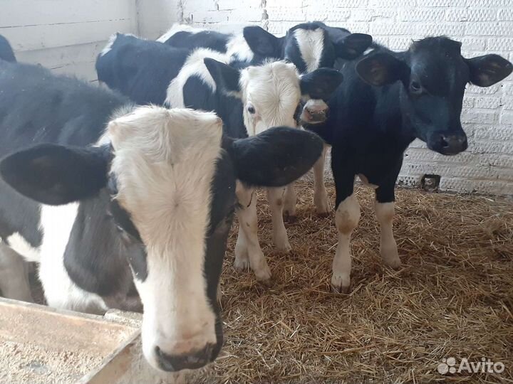 Бычки черно-пестрые для доращивание