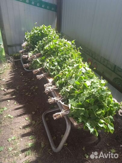 Веники для бани