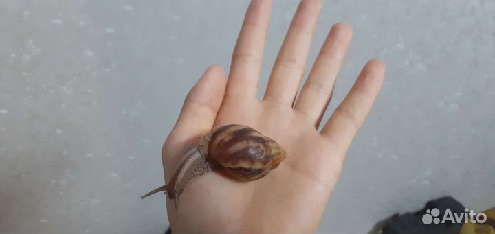 Архахатина