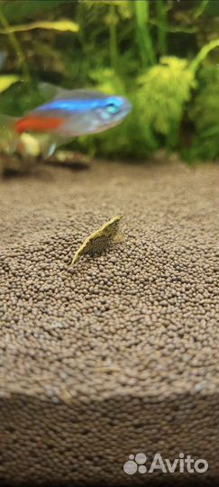 Аквариумные креветки вишня,и коричниво-мраморные