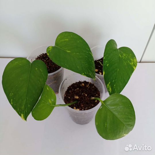 Сциндапсусы