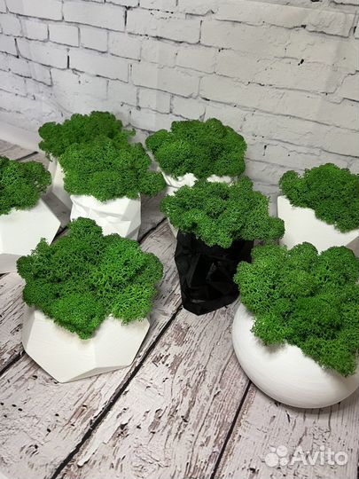 Кашпо со стабилизированным мхом