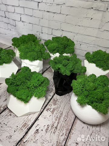 Кашпо со стабилизированным мхом