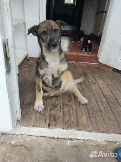 Собака в добрые руки