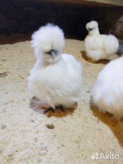 Цыплята. Петух. Курица. Китайские шелковистые