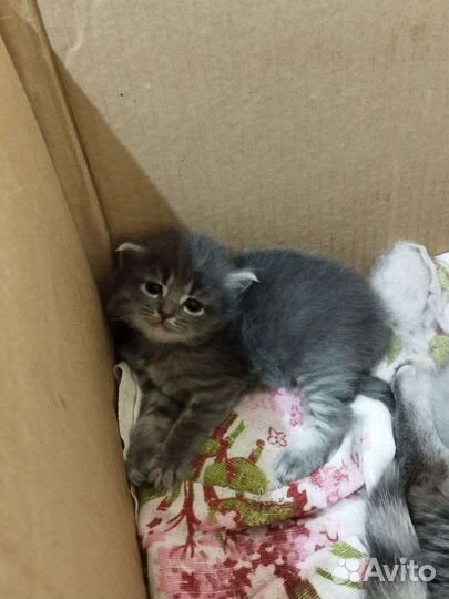 Шотландские котята