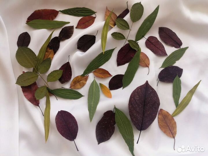 Гербарий плоскозасушенные листья осенние