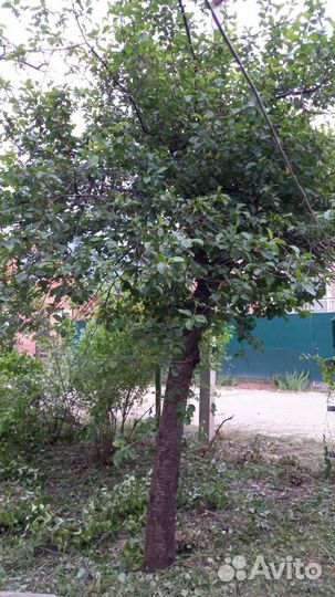 Плодовые деревья