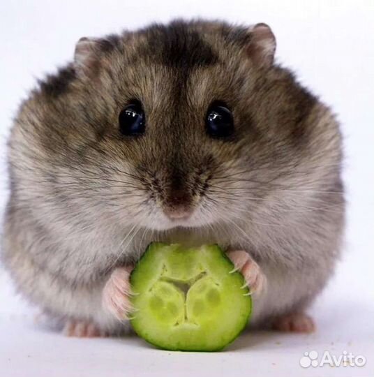 Джунгарики