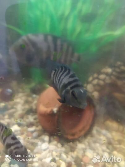 Рыбки цихлиды