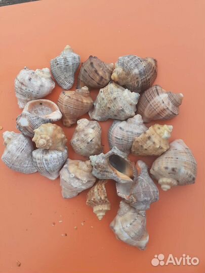 Морские ракушки