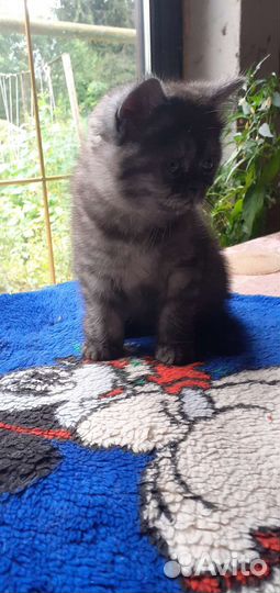 Девочка экзот Чёрная королева