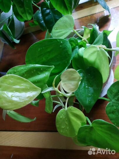 Филодендрон Сканденс Ауреум