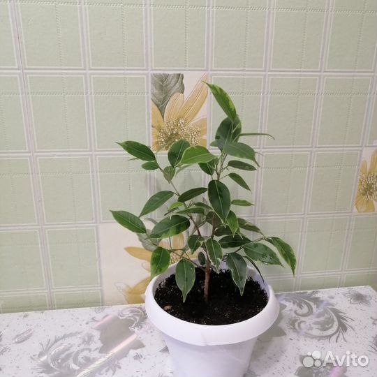 Фикус Бенджамина мелколистный(пестрый)