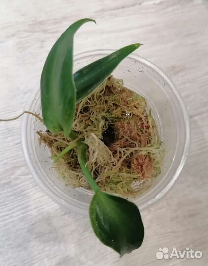 Комнатные цветы