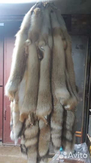 Шкуры лисы