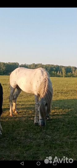 Жеребец Орловский рысак