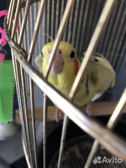 Попугай Корэлла