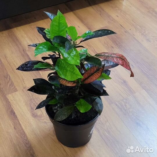 Кротон Миссис Айстон