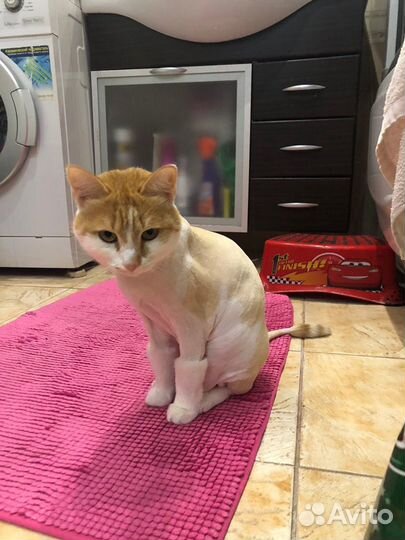 Стрижка котов/собак г.Челябинск