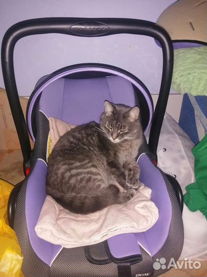 Передержка кошек