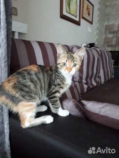 Кошка (счастья в дом)