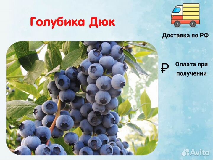 Голубика Дюк