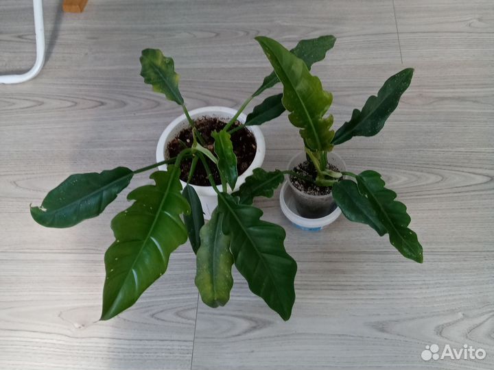 Филодендроны разных сортов