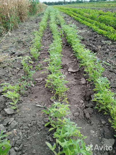 Саженцы декоративных и плодовых